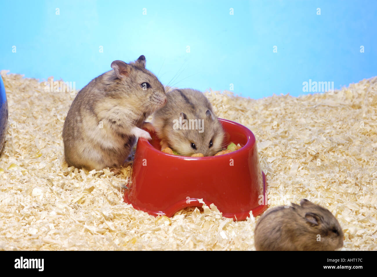 joung little baby CAMPBELLS HAMSTERs eating corn seeds out of a red pot