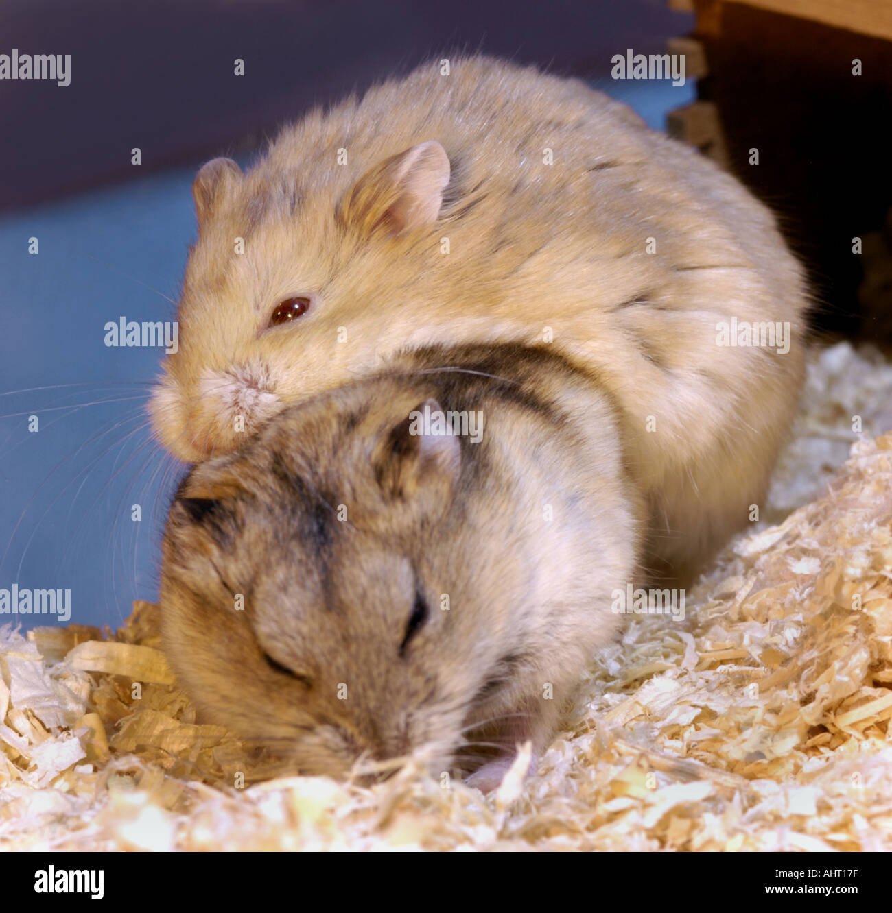 CAMPBELLS HAMSTER mating pair couple he and she sex reproduction having sex 2 two male female sexual sexlife instinct Stock Photo Porn Photo Hd