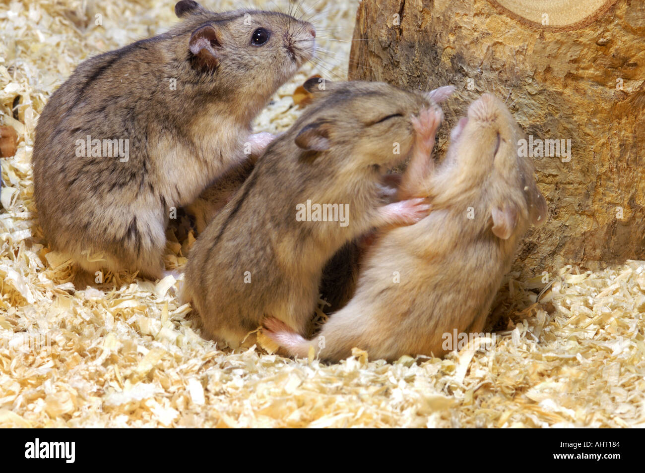 CAMPBELLS HAMSTER babies quarrel fight pugnacious controversy quarrelsome  Stock Photo