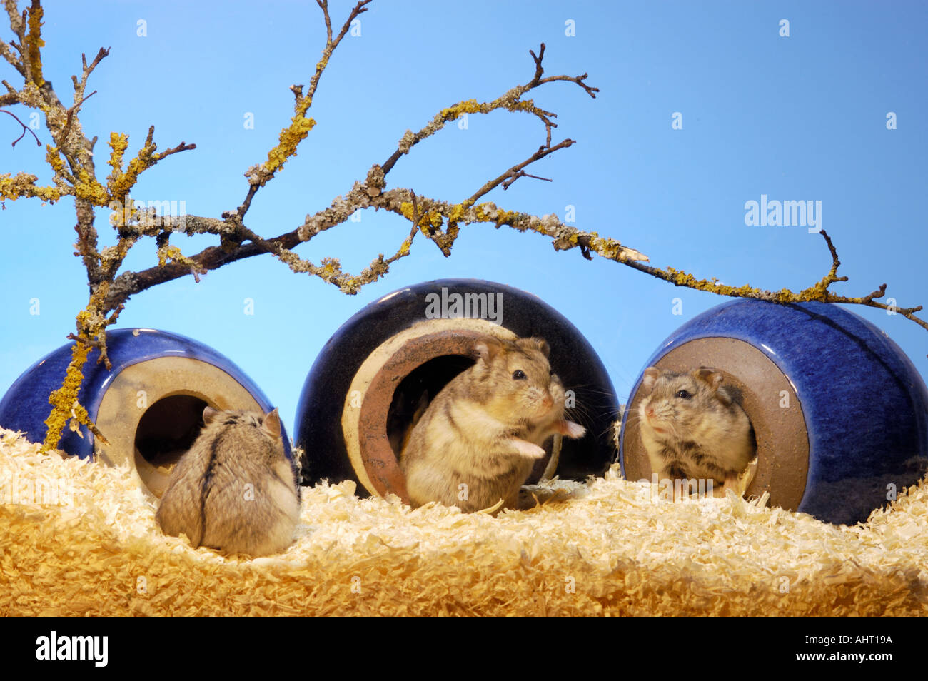 CAMPBELLS HAMSTER family sitting in their holes caves looking out outlook multi much many some  Stock Photo