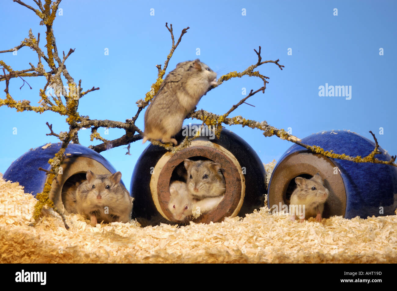 CAMPBELLS HAMSTER family sitting in their holes caves looking out outlook multi much many some  Stock Photo
