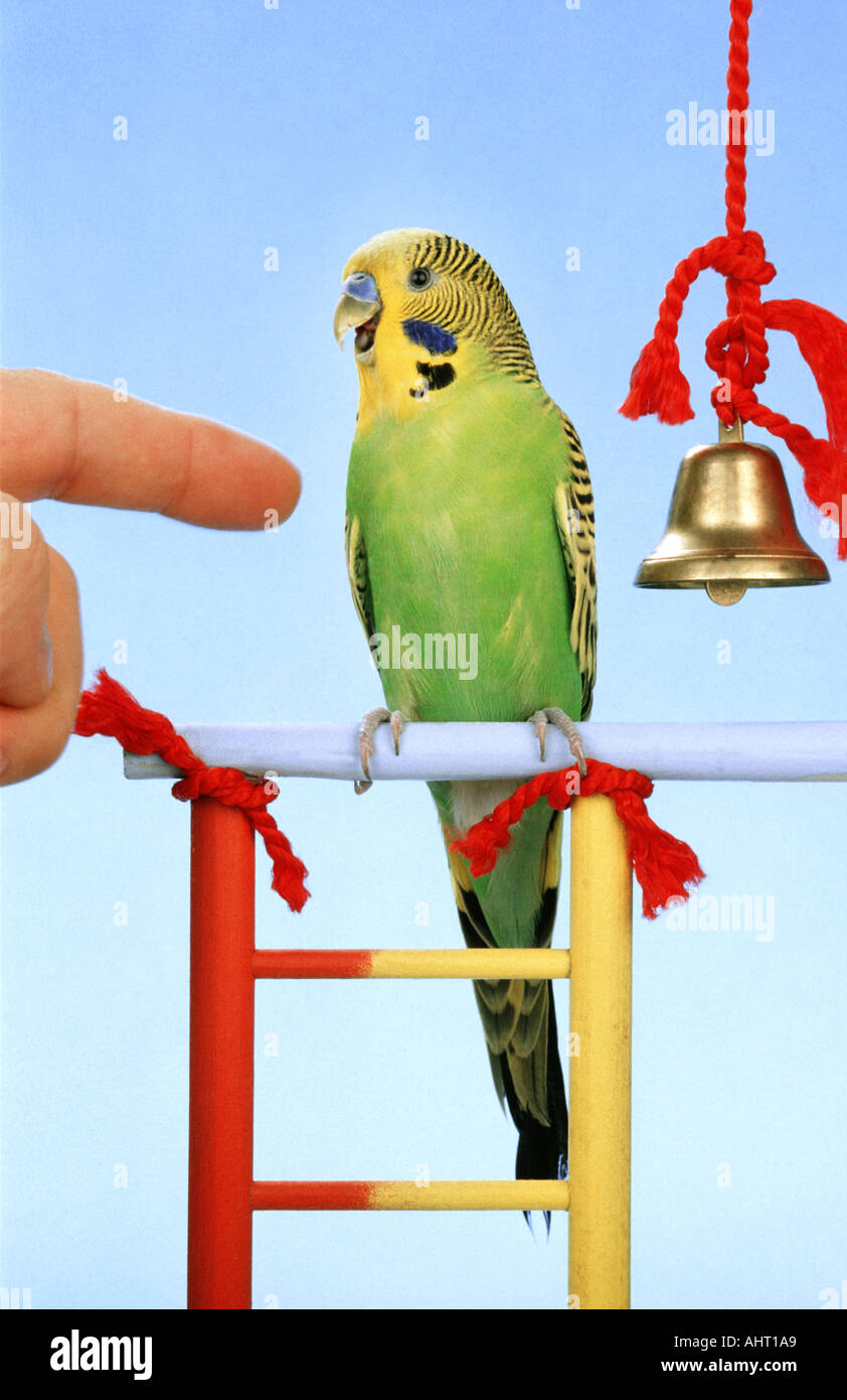 green budgie bites bite a man s finger attack aggression aggressiv aggressive  playground play ground cry  crying Stock Photo