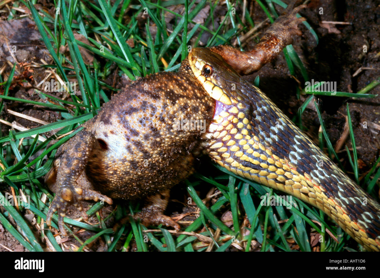 Common garden snake in the process of eating a ground toad Stock Photo