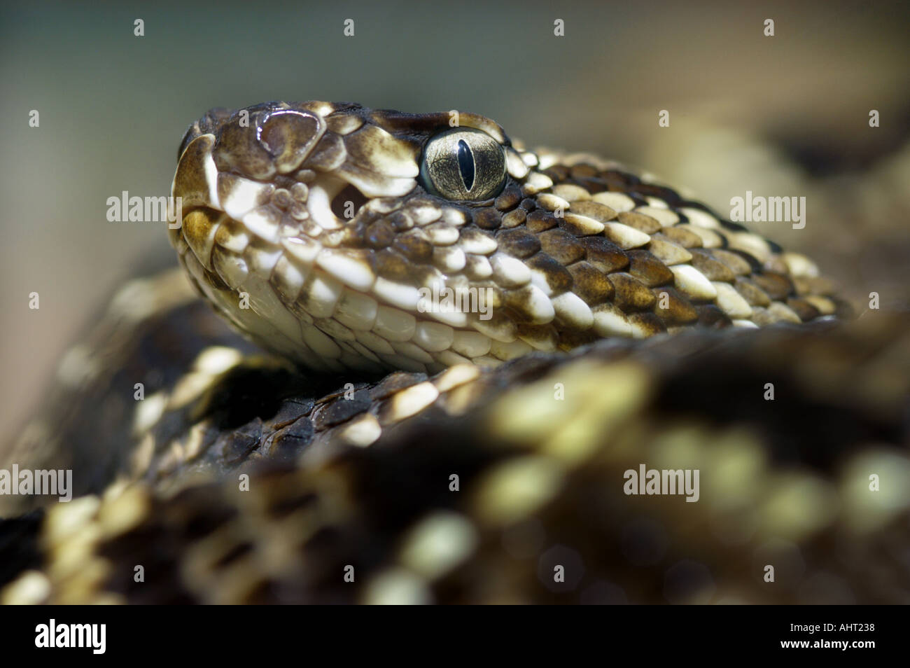 rattle snake RATTLESNAKE Klapperschlange CROTALUS DURISSUS Stock Photo