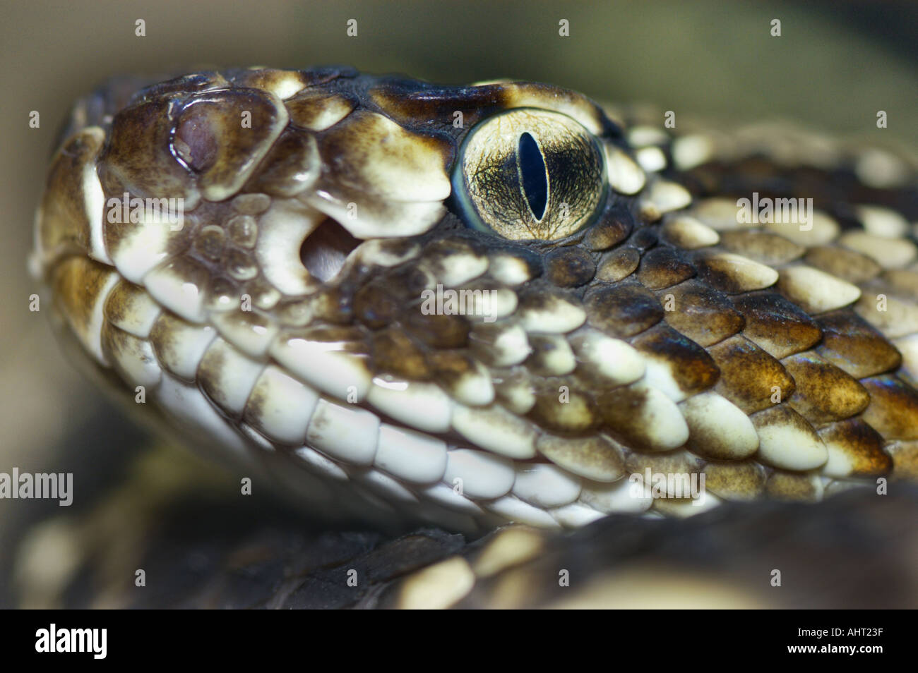 rattle snake RATTLESNAKE Klapperschlange CROTALUS DURISSUS Stock Photo