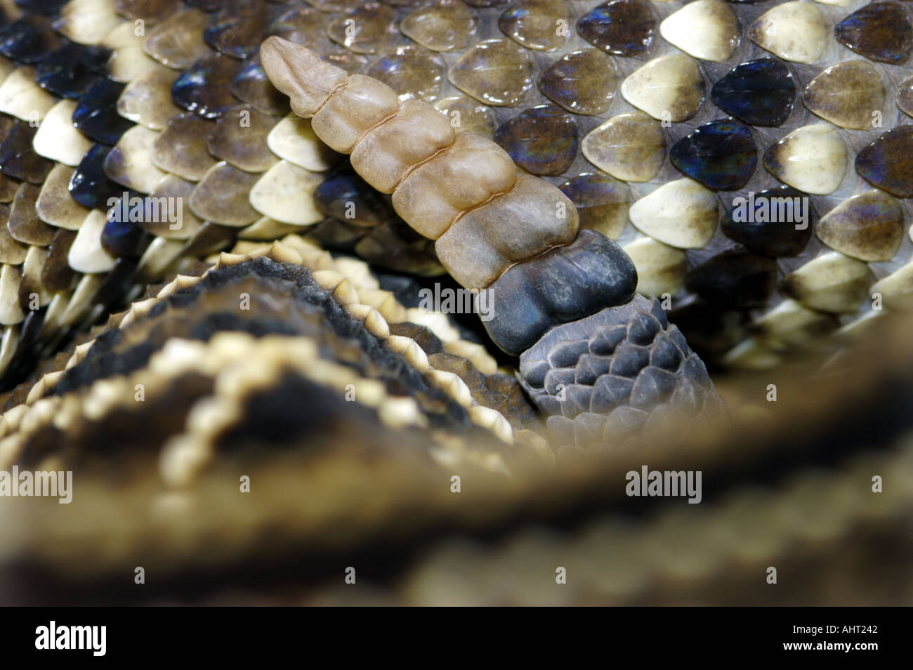 the rattle of a rattle snake RATTLESNAKE Klapperschlange Rassel CROTALUS DURISSUS Stock Photo