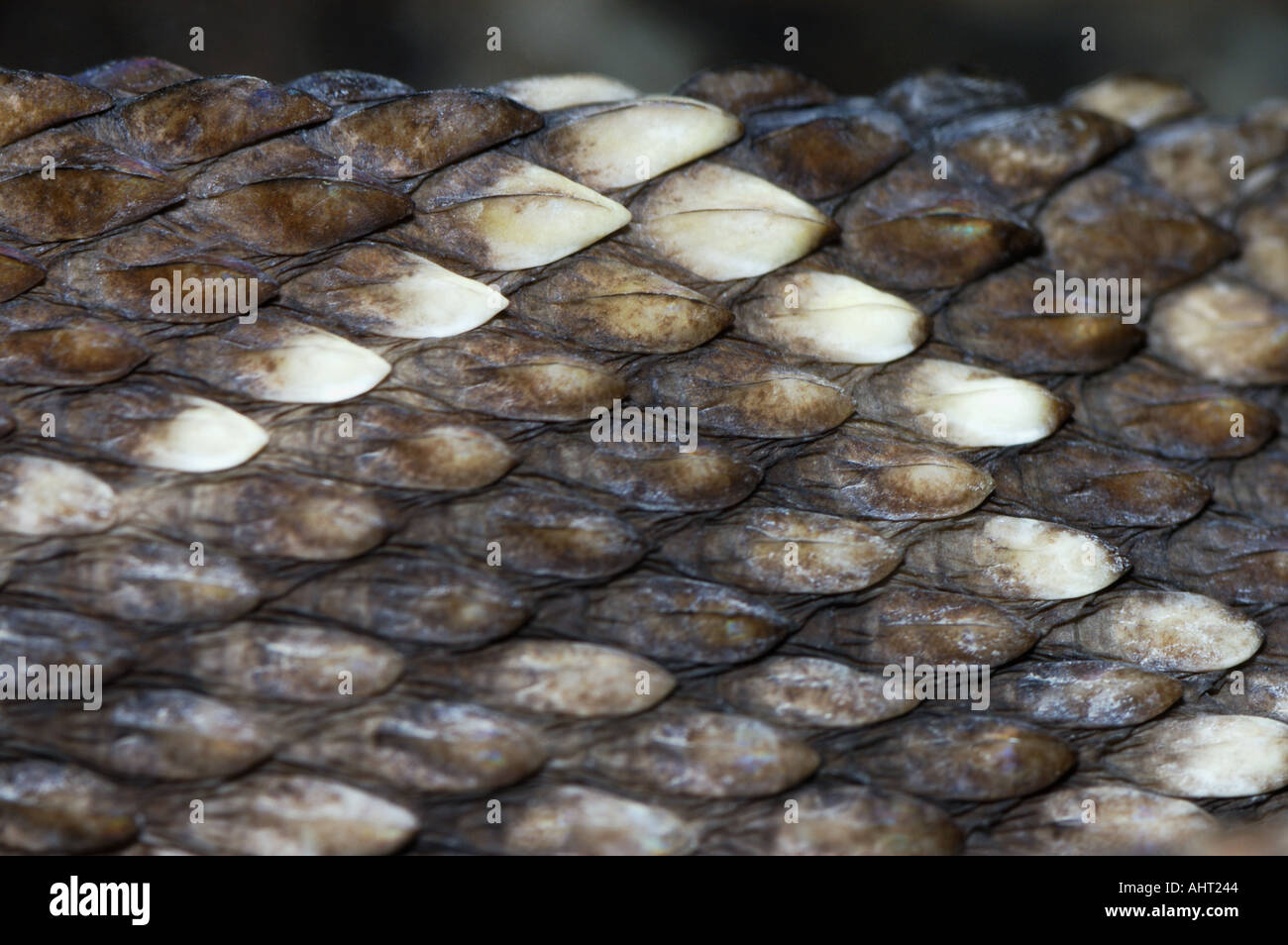 skin of a rattle snake RATTLESNAKE Klapperschlange CROTALUS DURISSUS Stock Photo