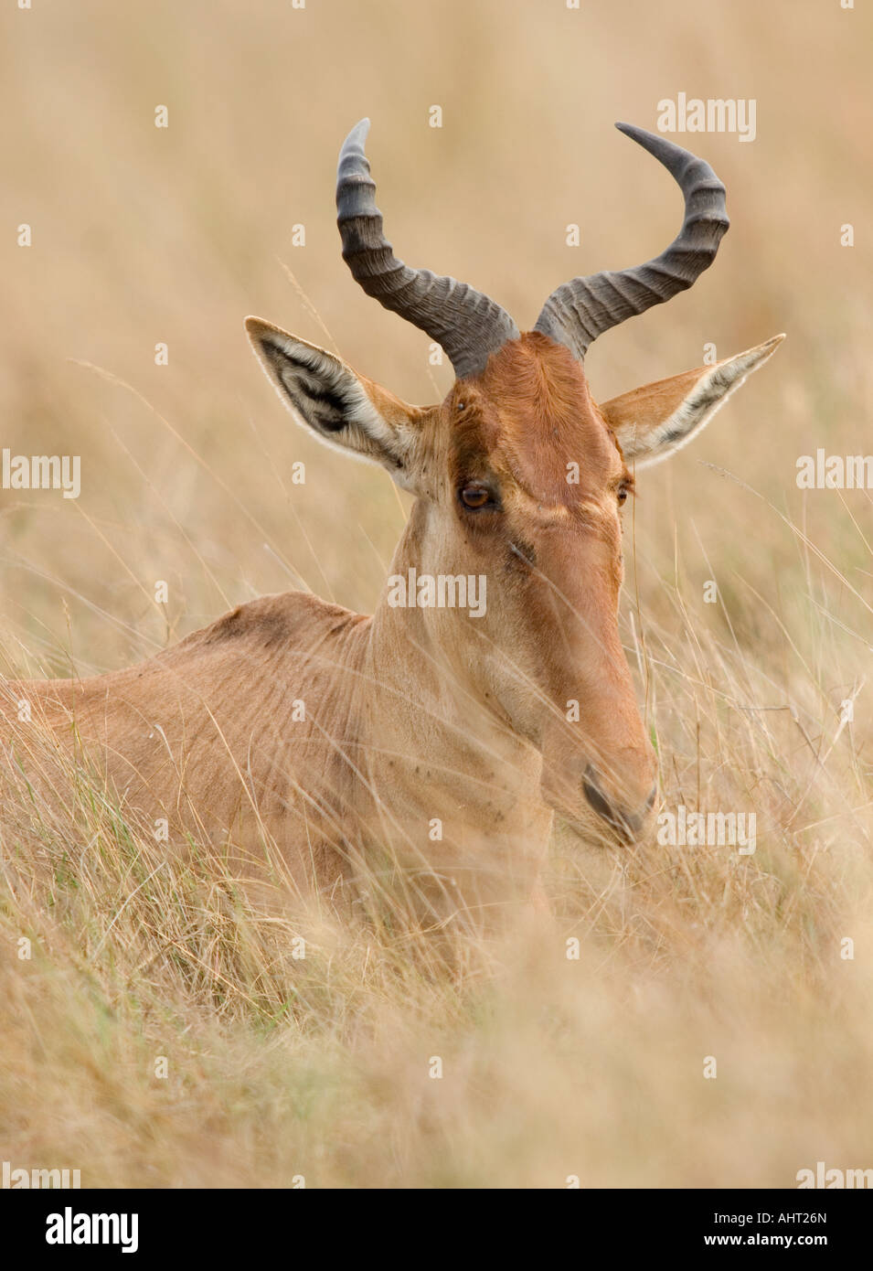 Alcelaphus lichtensteinii hires stock photography and images Alamy