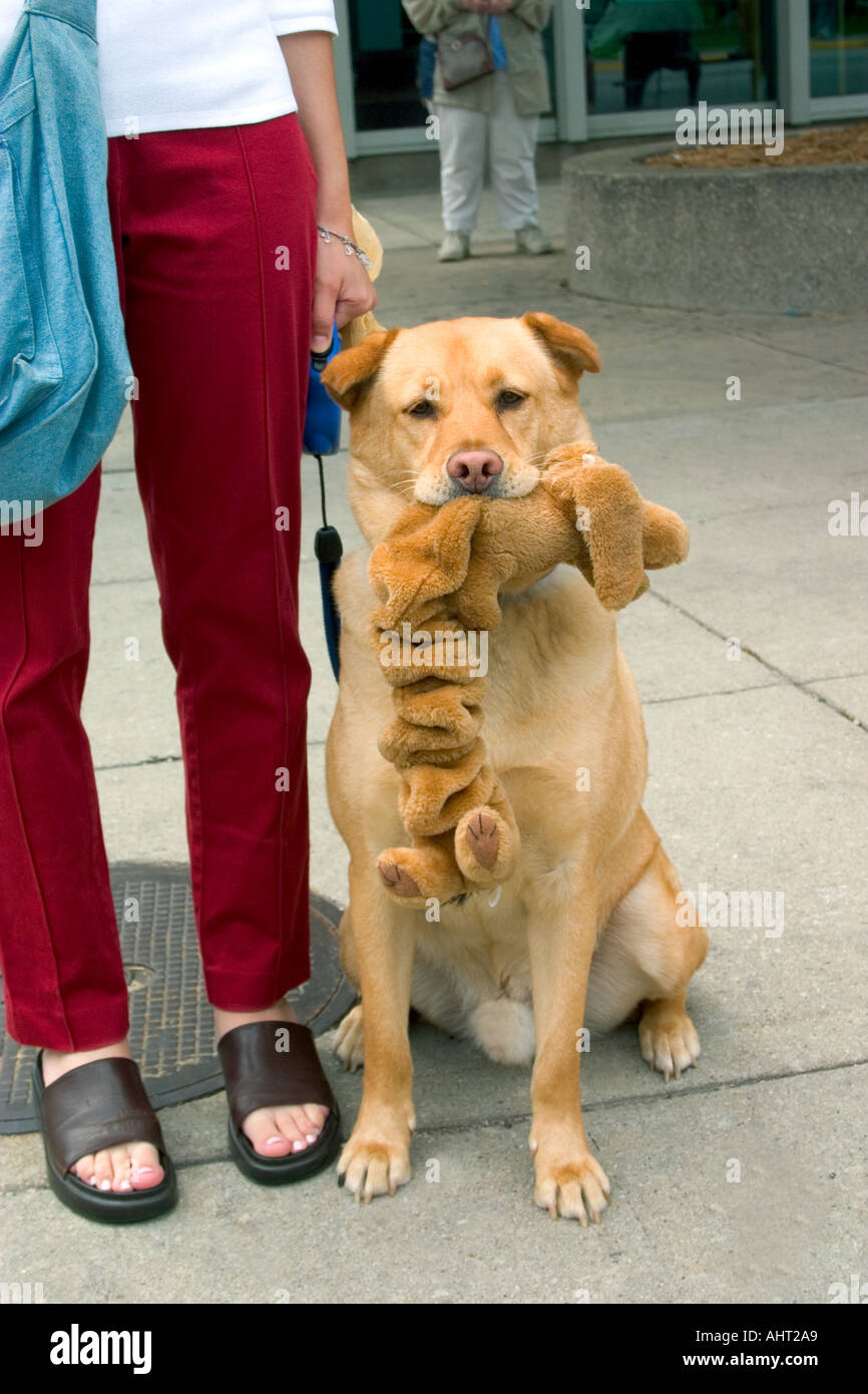 Brown Labrador dog carrying stuffed toy with master waiting at the