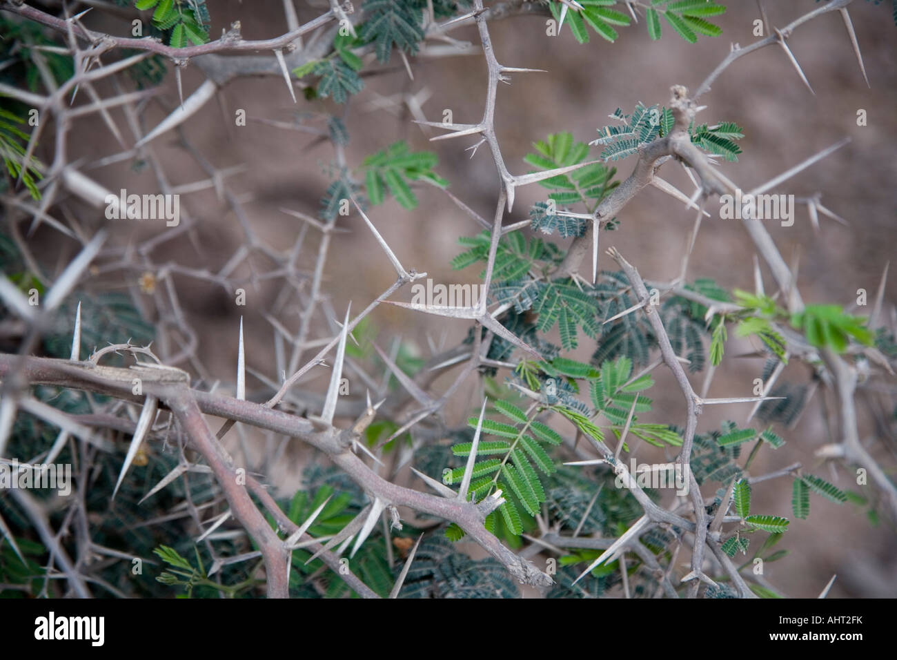 A thorn bush Stock Photo