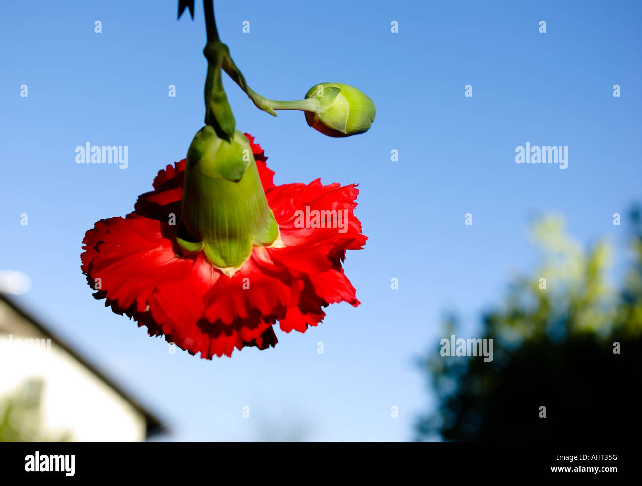 Hanging from flower hi-res stock photography and images - Alamy