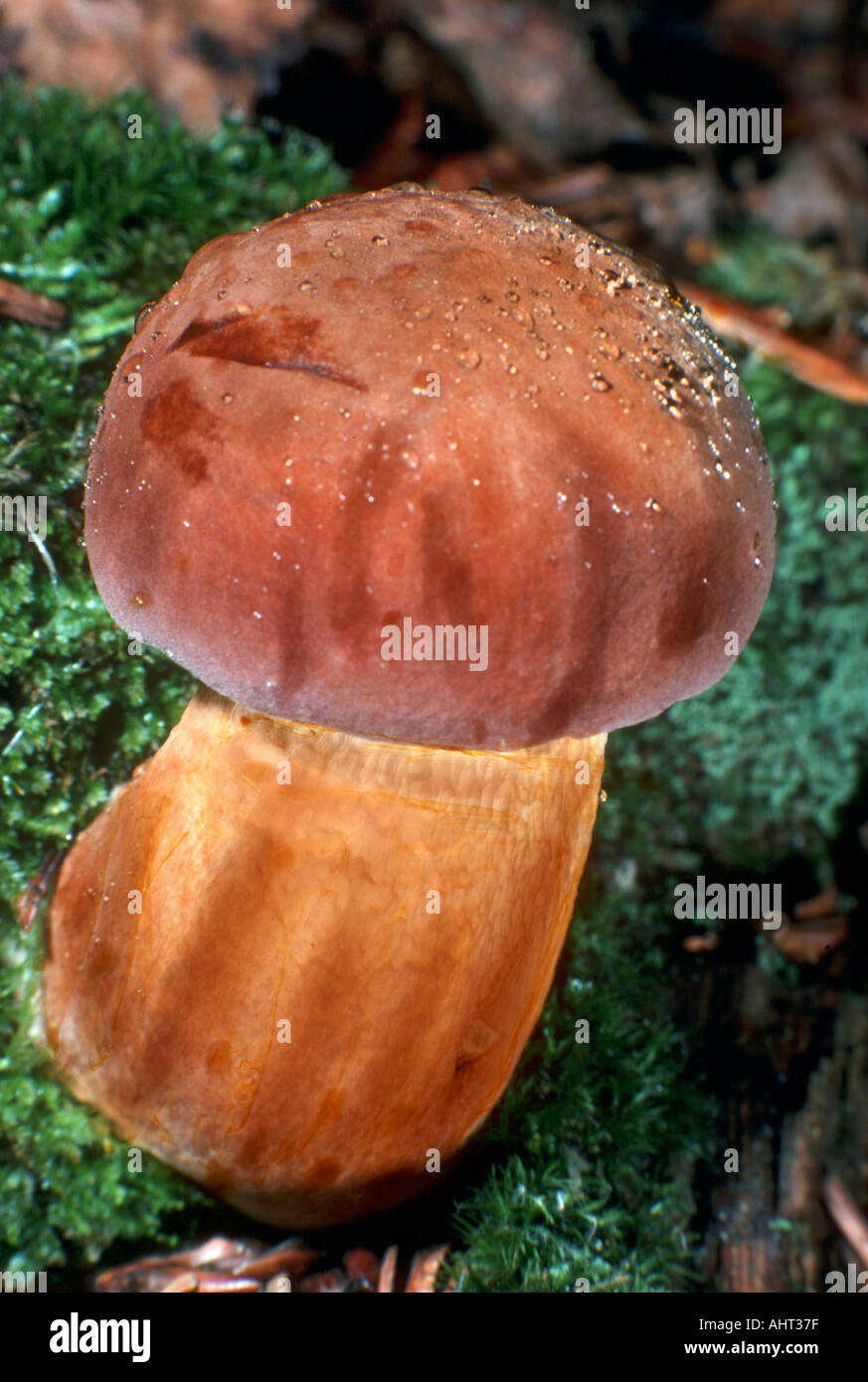 Michigan mushrooms wild hires stock photography and images Alamy