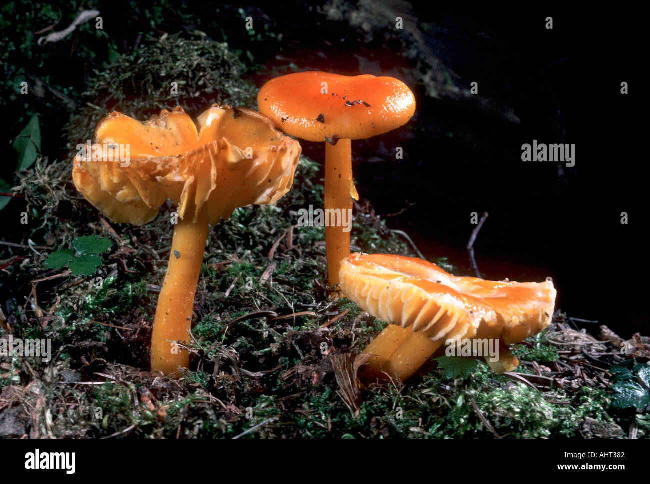 Michigan mushrooms in the wild Stock Photo Alamy