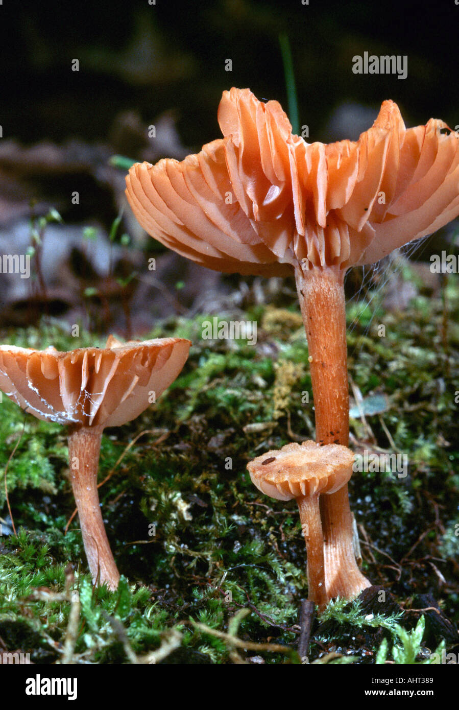 Michigan mushrooms in the wild Stock Photo Alamy