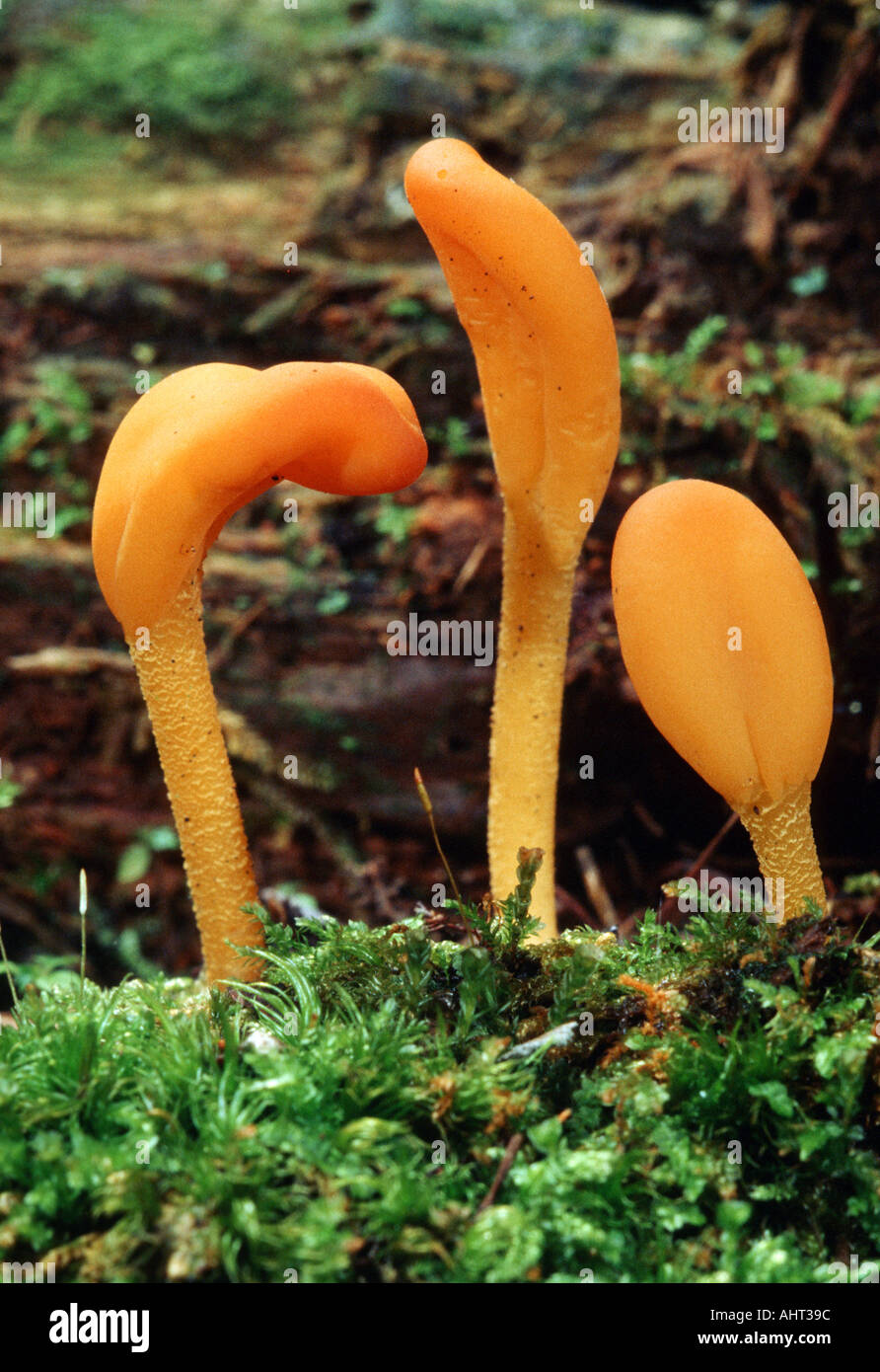 Michigan mushrooms in the wild Stock Photo Alamy