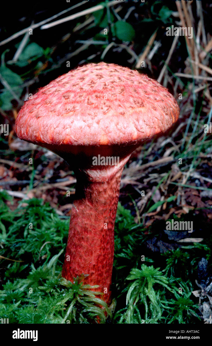 Michigan mushrooms in the wild Stock Photo Alamy