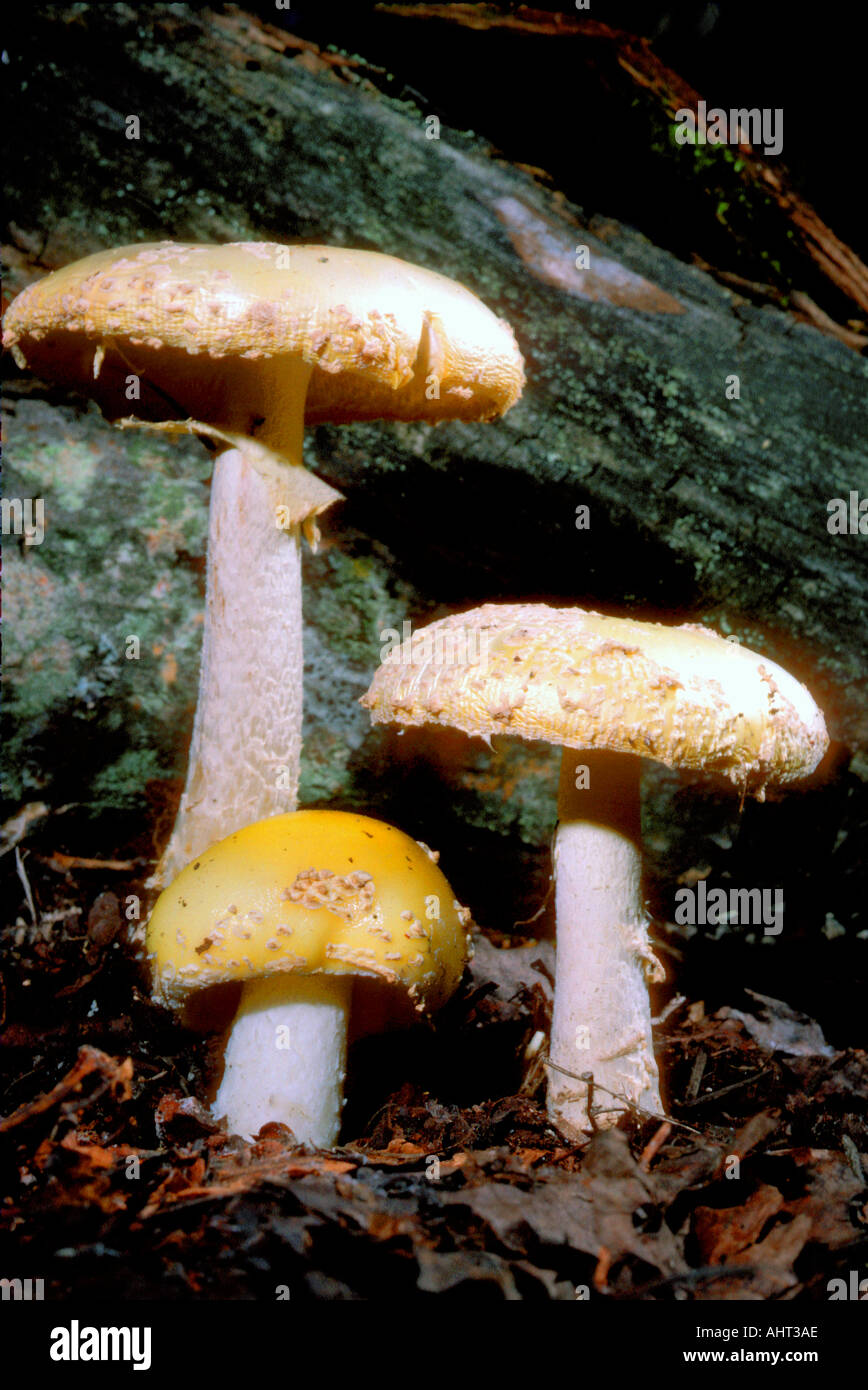 Michigan mushrooms in the wild Stock Photo Alamy