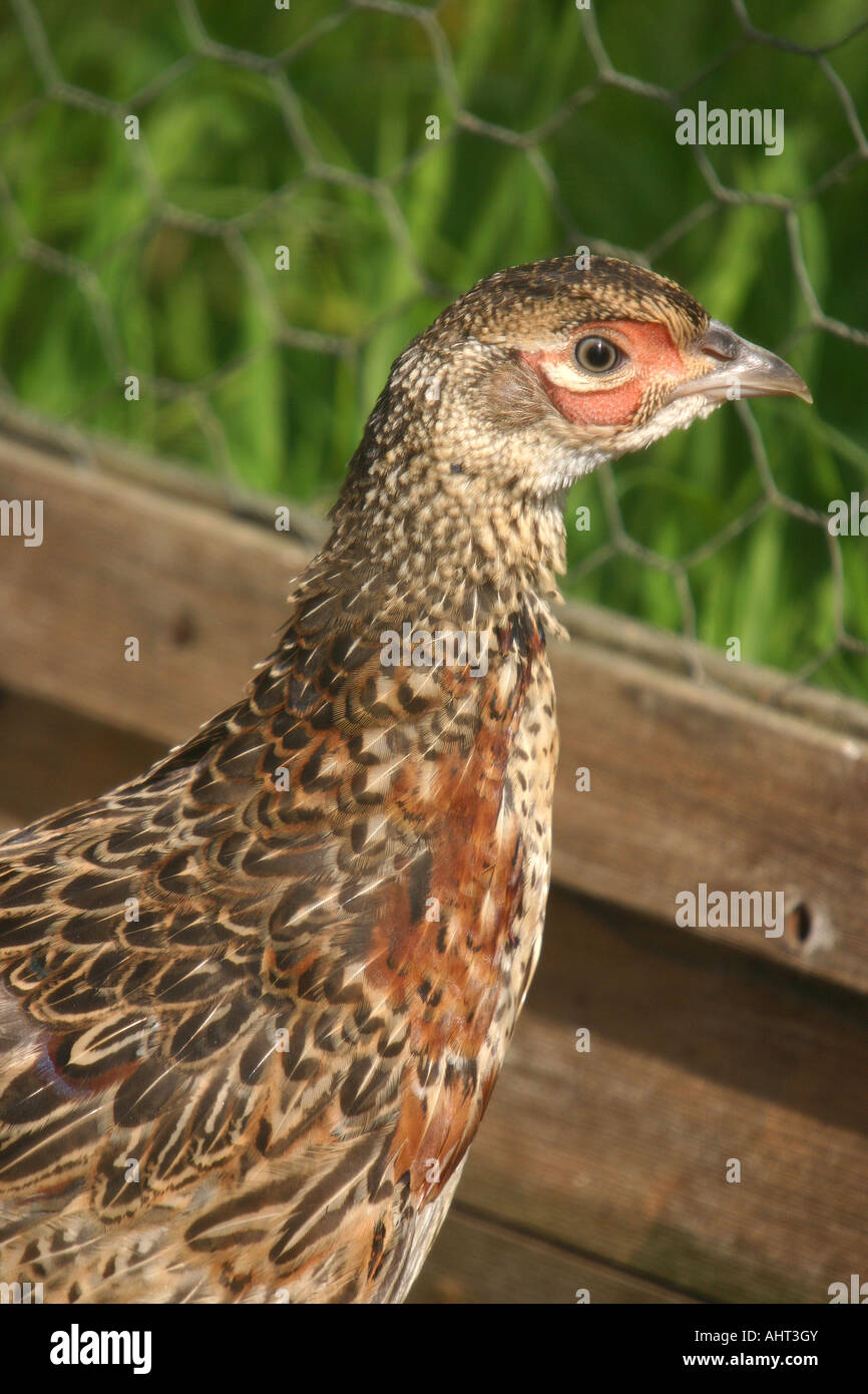 Young Pheasant chick in rearing pen. Stock Photo