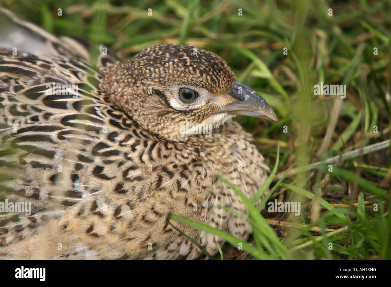 Young Pheasant chick in rearing pen. Stock Photo