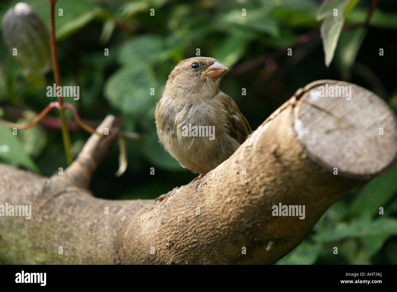 Female Sparrow in private garden. Stock Photo