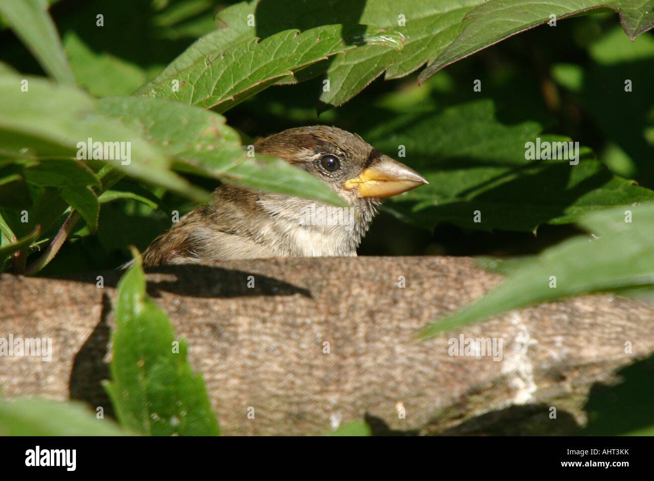 Sparrow in private garden. Stock Photo