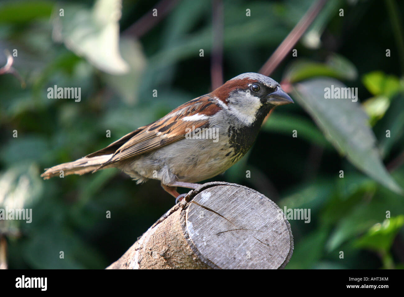 Male Sparrow in private garden. Stock Photo