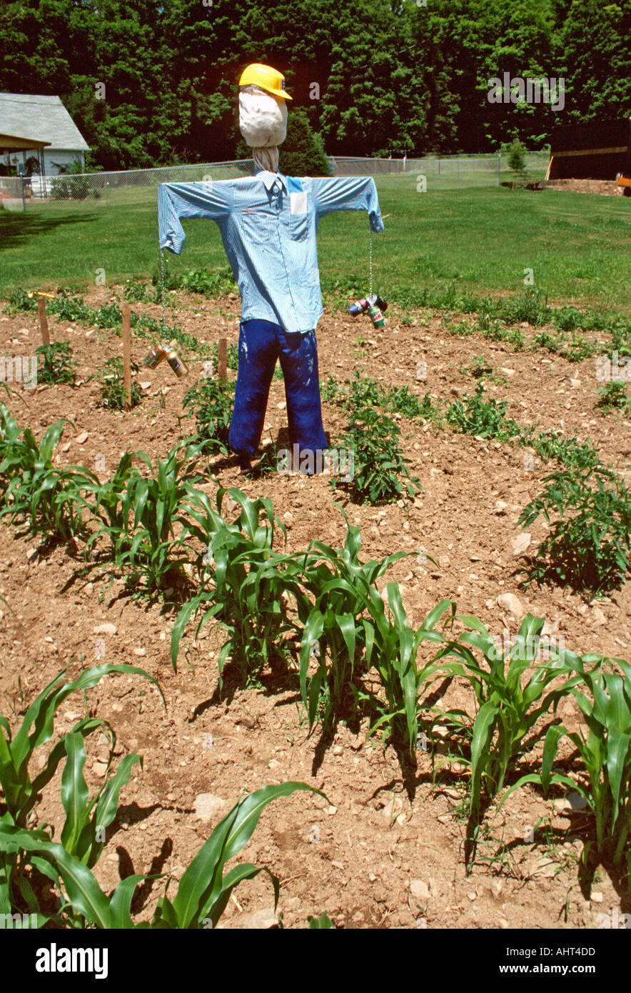 Scarecrow is used to protect a small corn patch from unwanted birds and