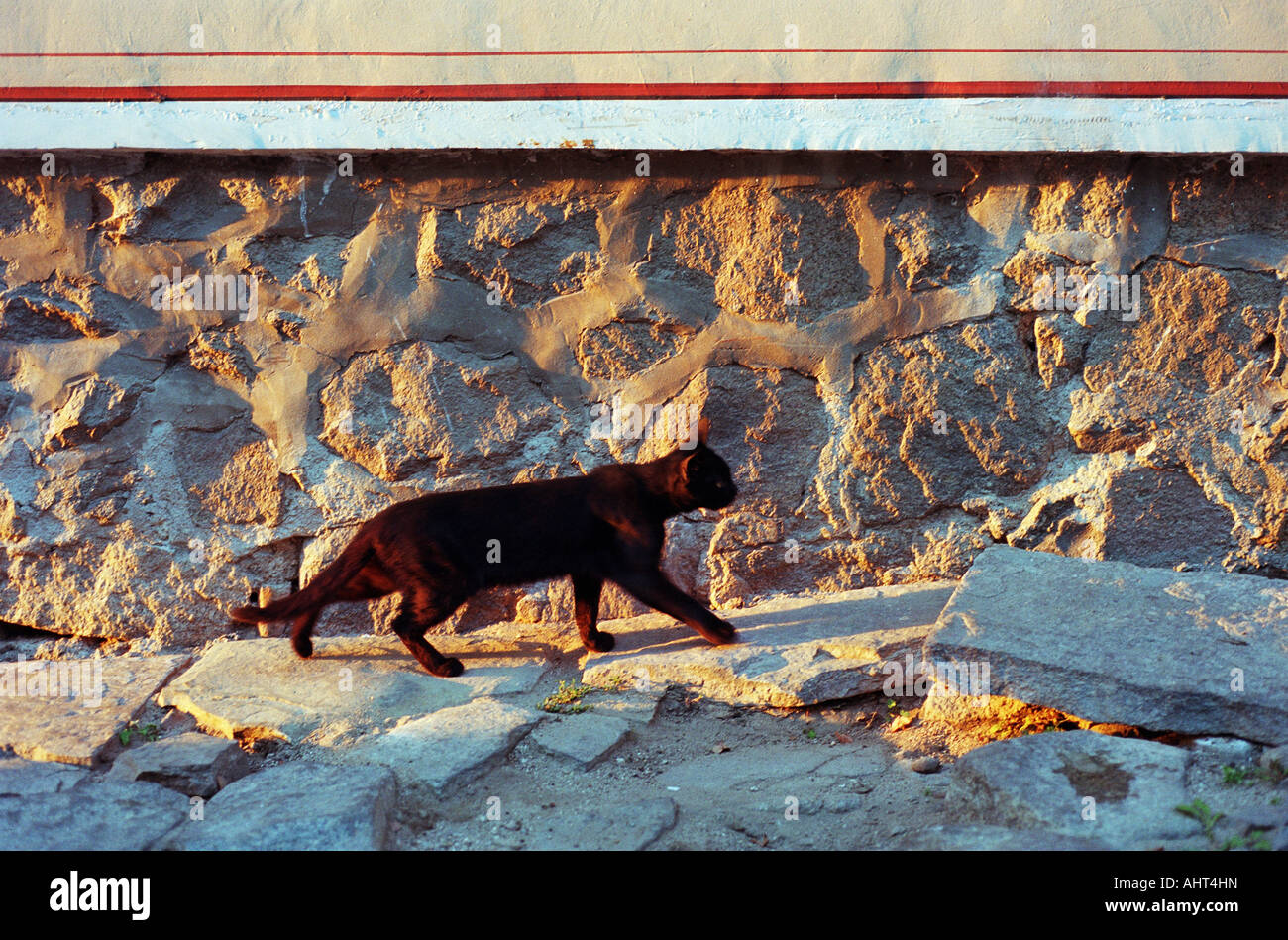 Cat walking along a wall Stock Photo Alamy