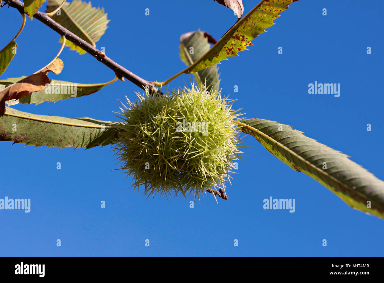 Sweet Chestnut and spiny burrs in Autumn (Castanea sativa) Stock Photo