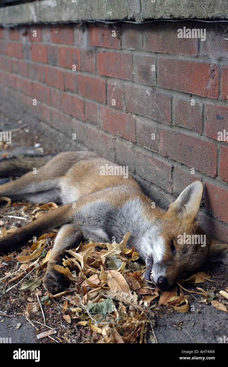 Dead suburban fox. Chislehurst, Kent, England, UK Stock Photo