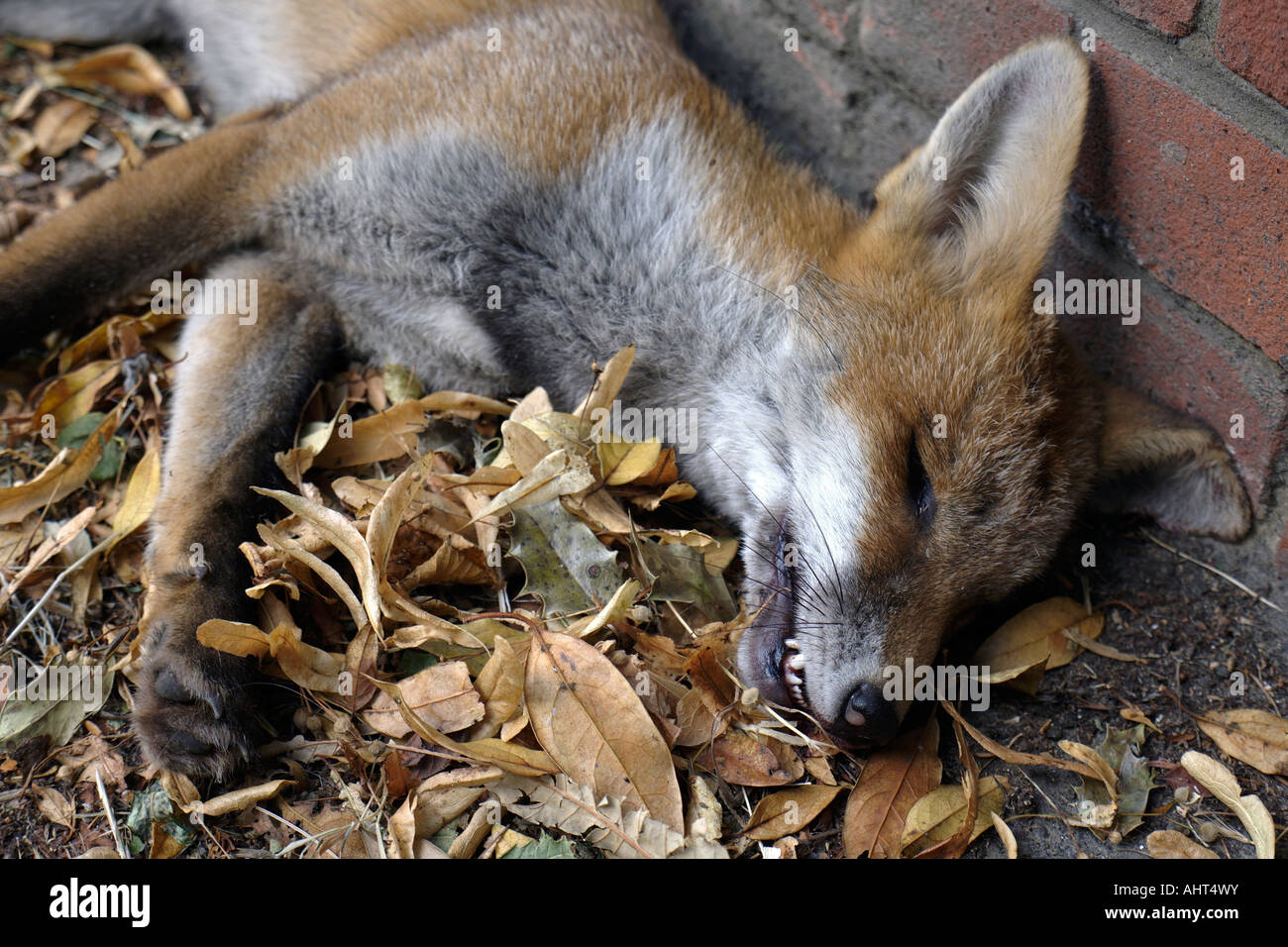 Dead suburban fox. Chislehurst, Kent, England, UK Stock Photo