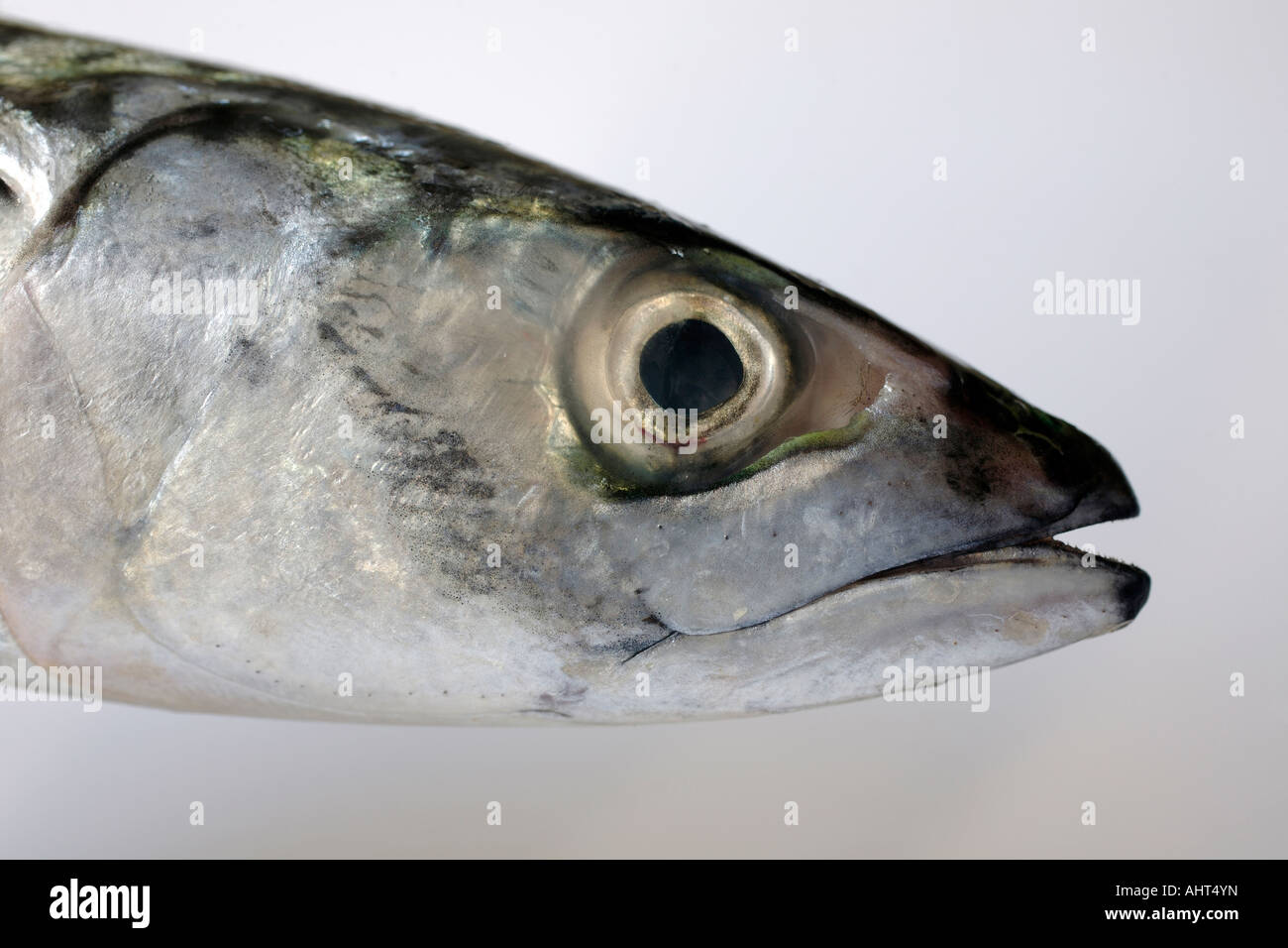 Mackerel head in close up Stock Photo Alamy