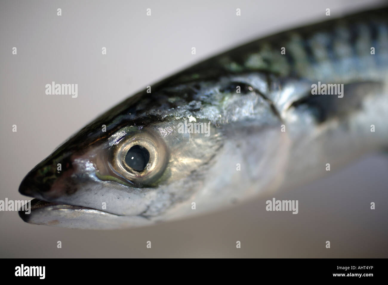 Mackerel head in close up Stock Photo Alamy