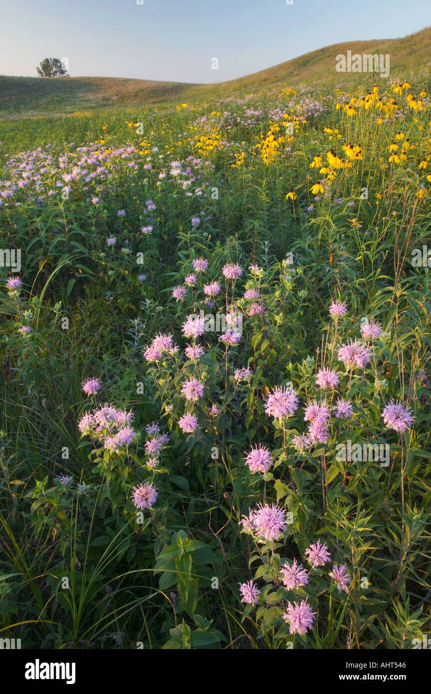 wild bergamot and yellow coneflowers, Freda Haffner Kettlehole State Preserve (a preserve of The Nature Conservancy), Iowa USA Stock Photo