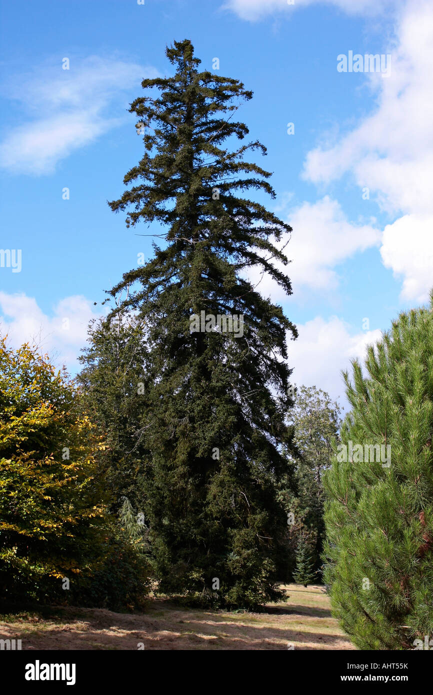 Noble Fir tree (Abies procera) on a sunny Autumn day Stock Photo