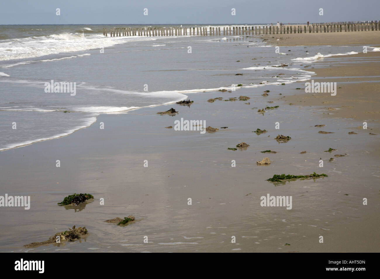 Sea weed washed up on a beach, Haamstede, Zealand, Netherlands Stock Photo