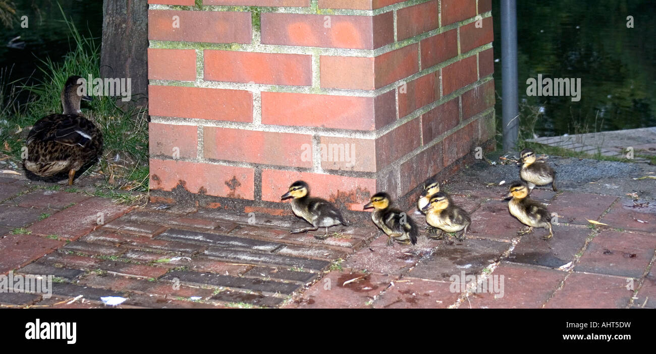 A Duck Family Stock Photo Alamy