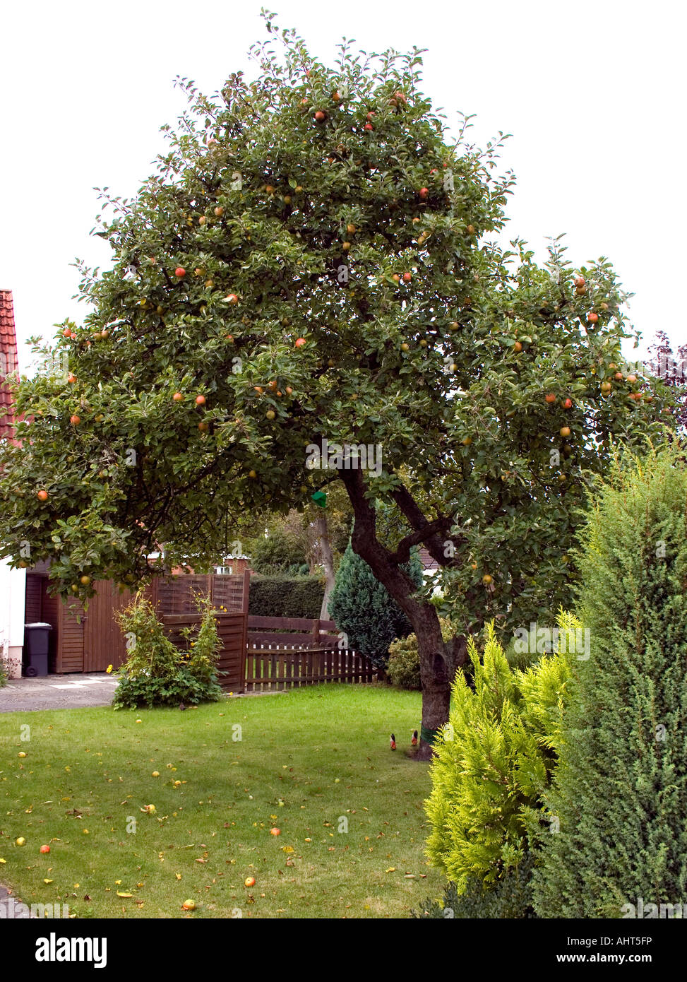 Apple holstein hires stock photography and images Alamy