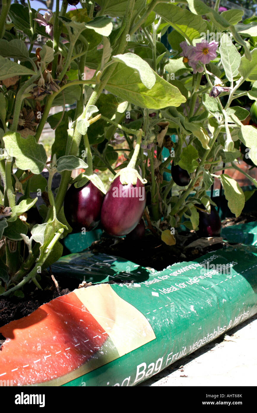 HORTICULTURE. AUBERGINE. BABY ROSANNA. F1 HYBRID GROWING IN A GROWBAG. Stock Photo