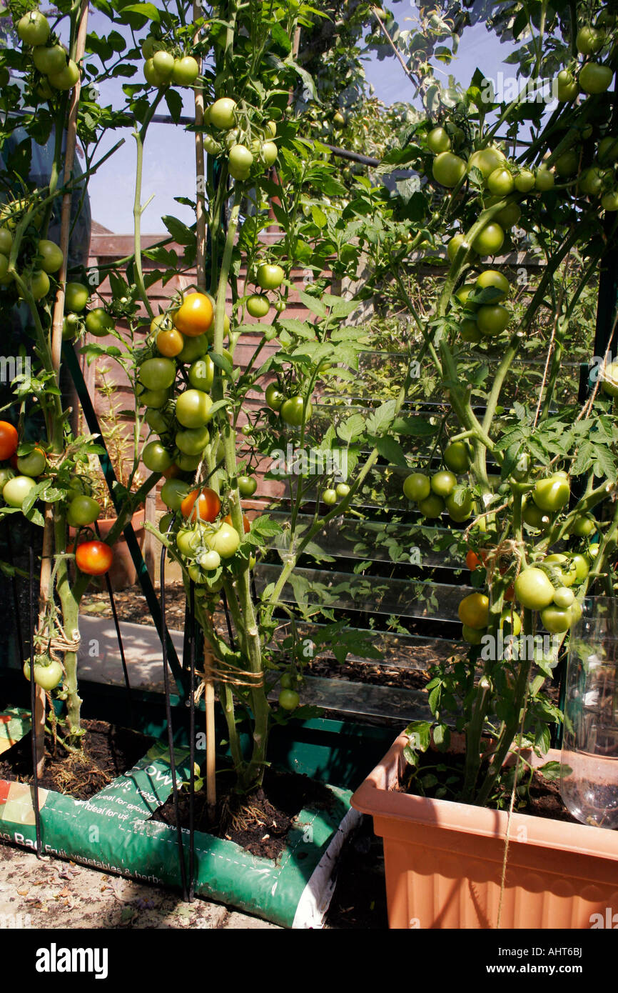 HORTICULTURE. TOMATO MONEYMAKER. LYCOPERSICON. LYCOPERSICUM. GROWING IN A GROWBAG Stock Photo