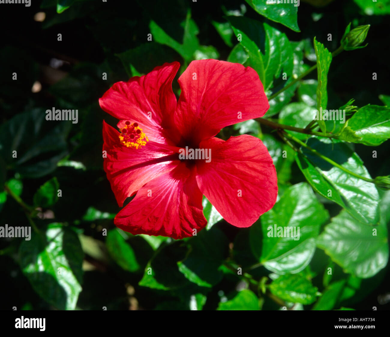 My Image 16