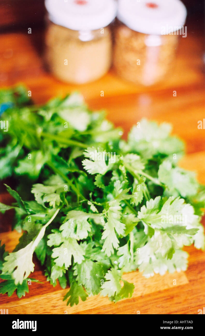 coriander Stock Photo