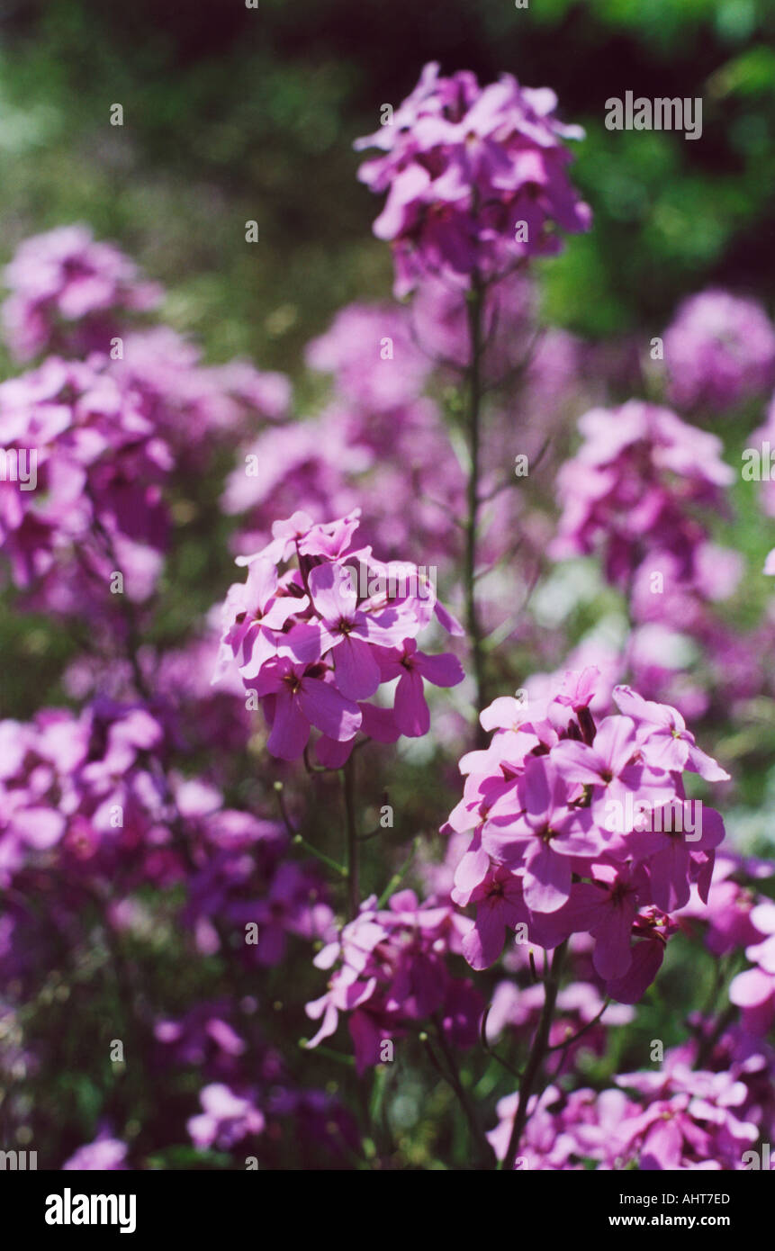 purple flowers Stock Photo