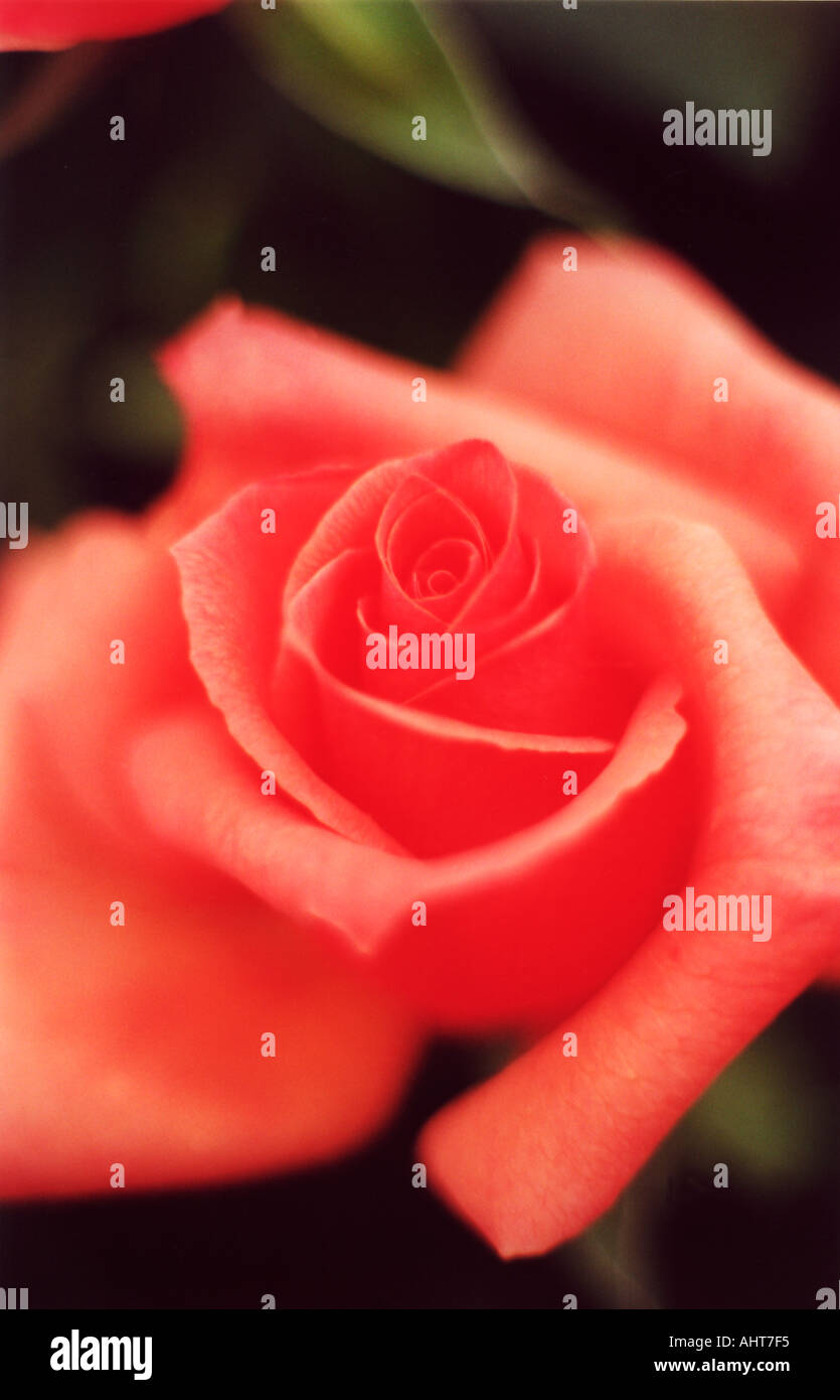 Single red rose hi-res stock photography and images - Alamy