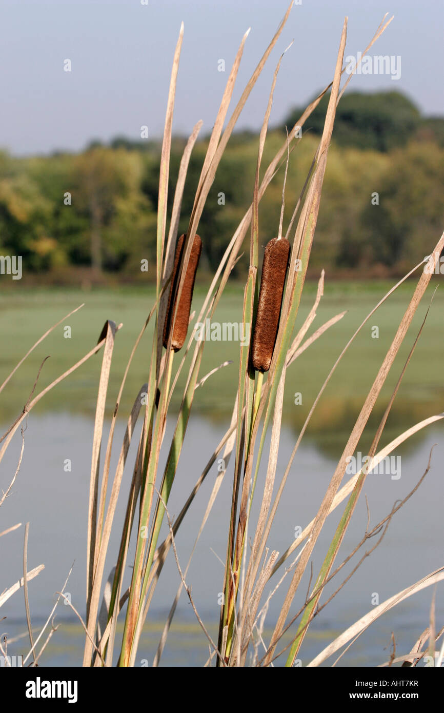 Bulrushes Stock Photo