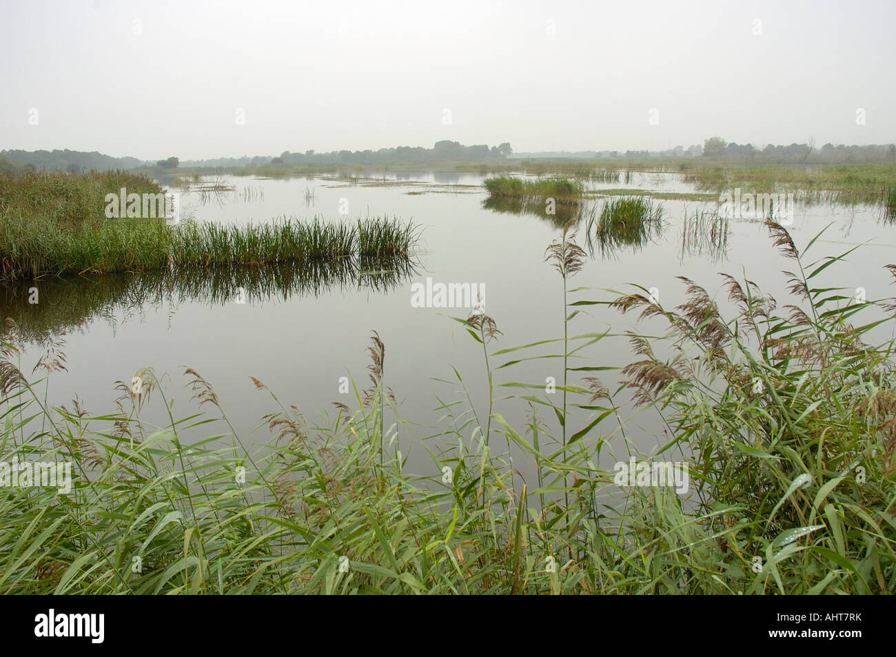Misty Autumn on Shapwick Heath Flooded disused Peat works on the Somerset Levels Stock Photo