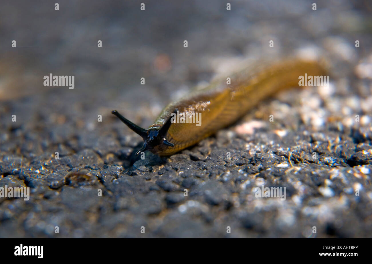 Spanish slug, ARION LUSITANICUS, also known as killer slug. Stock Photo
