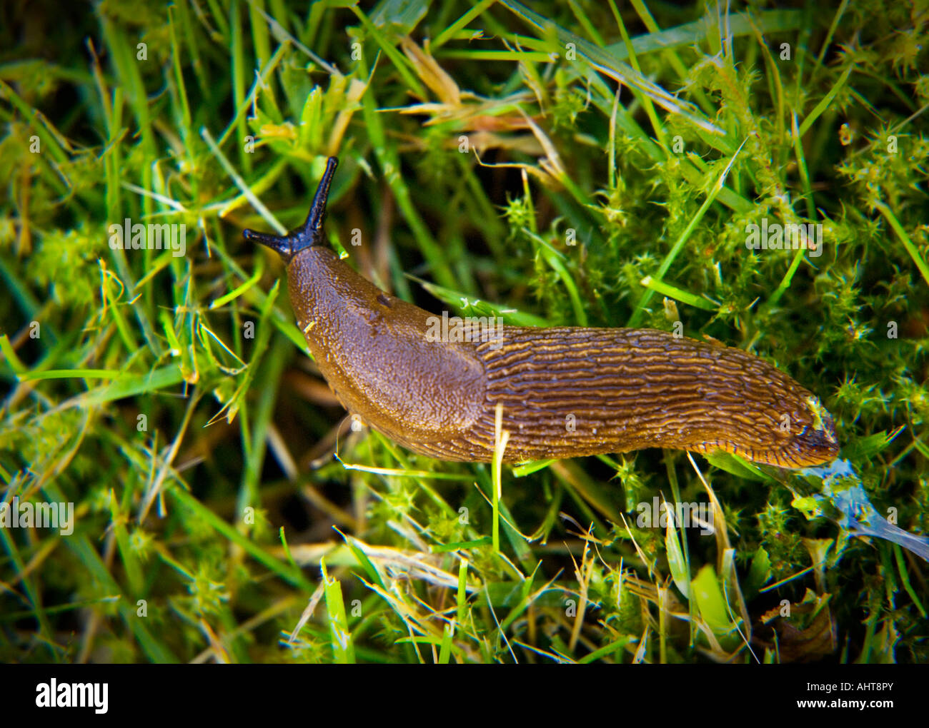 Spanish slug, ARION LUSITANICUS, also known as killer slug. Stock Photo