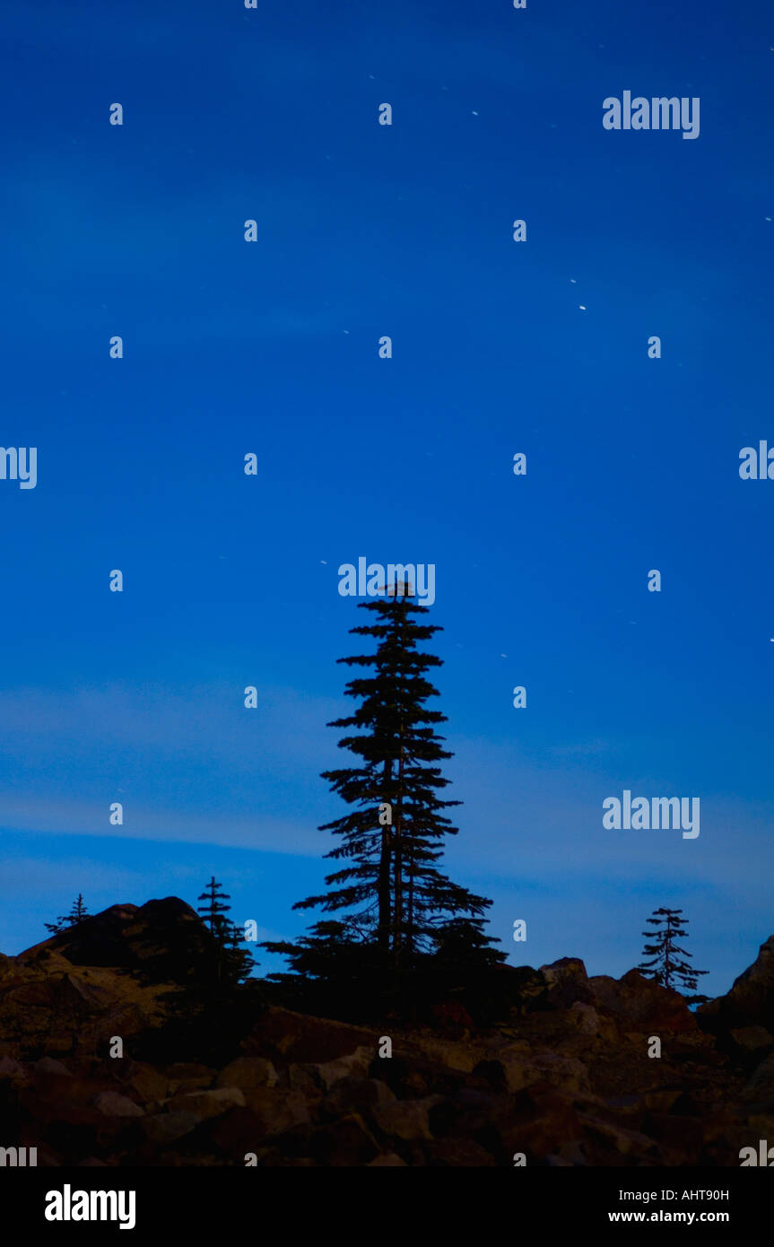 Lone pine tree silhouette with starry sky Stock Photo