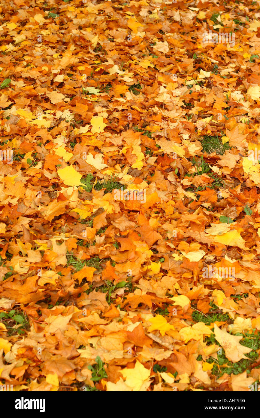 Gold colour hi-res stock photography and images - Alamy